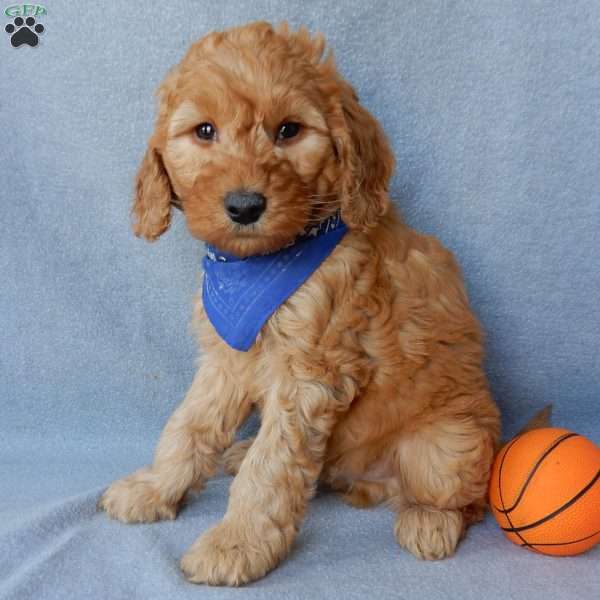 Blake (medium), Goldendoodle Puppy